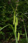 Longhair sedge